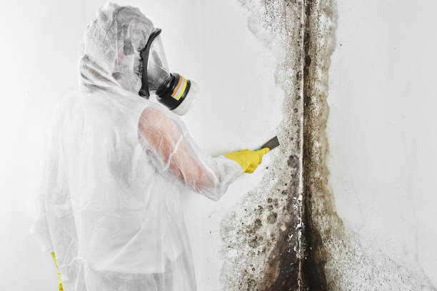 Best Kitchen Mold Remediation in Una, WA