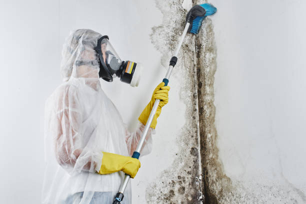 Best Insurance-Related Mold Remediation in Una, WA