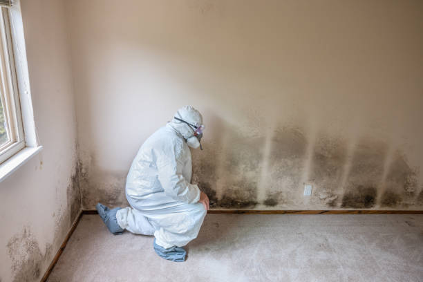 Best Post-Flood Mold Remediation in Una, WA