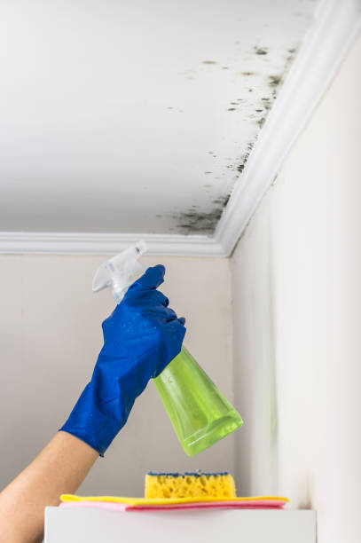 Best Crawl Space Mold Remediation in Una, WA